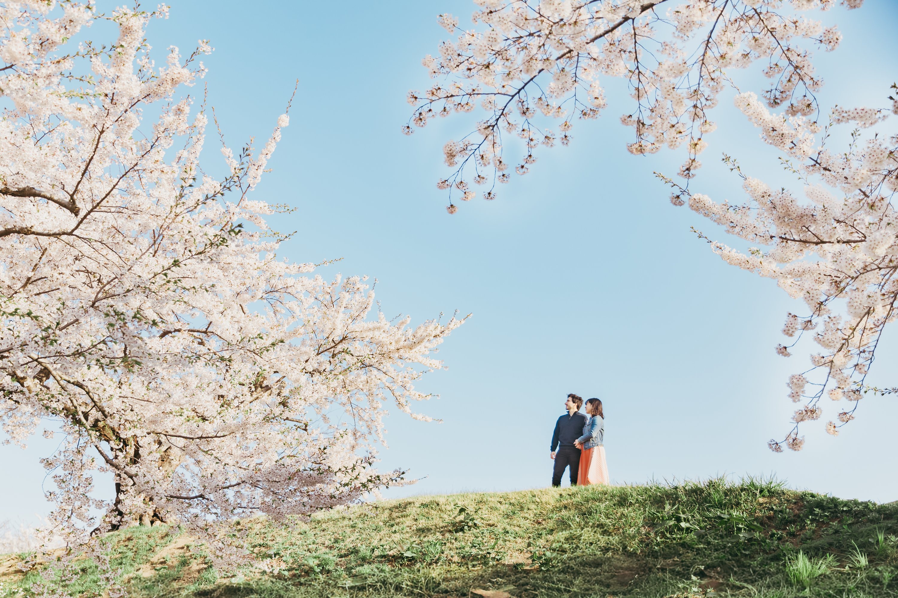 A couple standing together beneath flowering cherry trees.